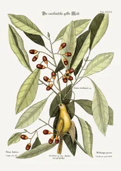 La cincia gialla, 1749-73